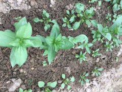 百日草花语是什么？