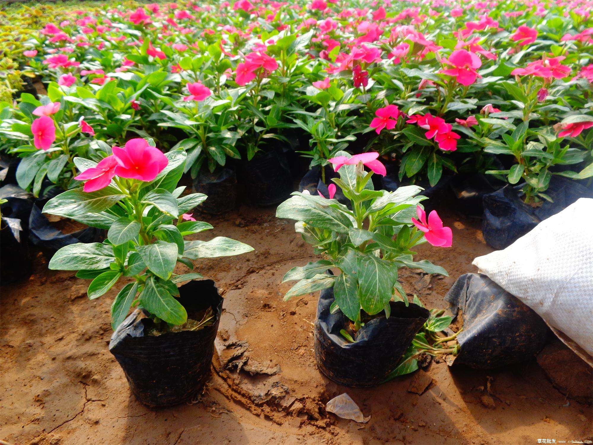 百日草实拍图片