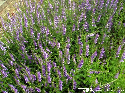 半枝莲图片基地实拍图