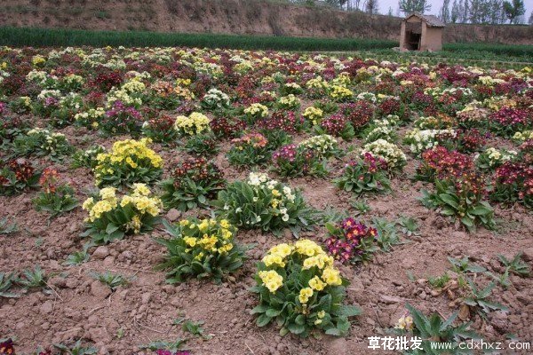 报春花怎么扦插繁殖呢?最新报春花插杆繁殖技巧