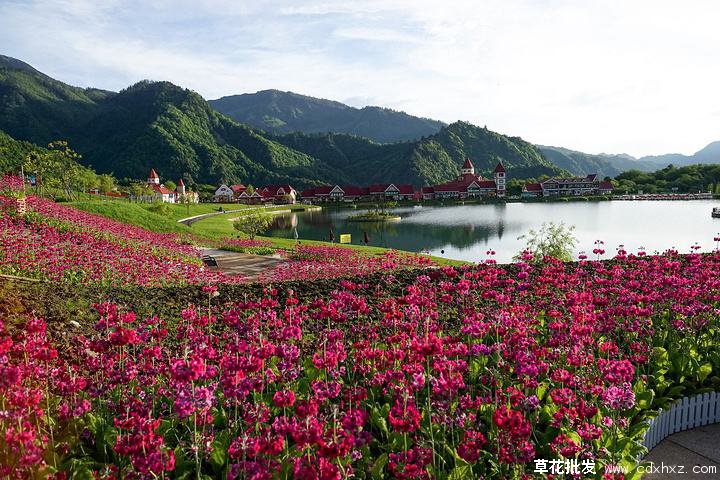 报春花怎么扦插繁殖呢?最新报春花插杆繁殖技巧