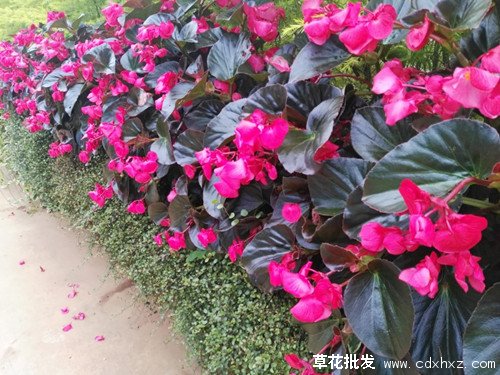 比哥海棠图片基地实拍图