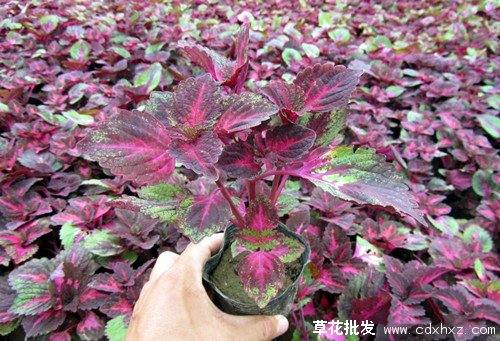 彩叶草图片基地实拍图