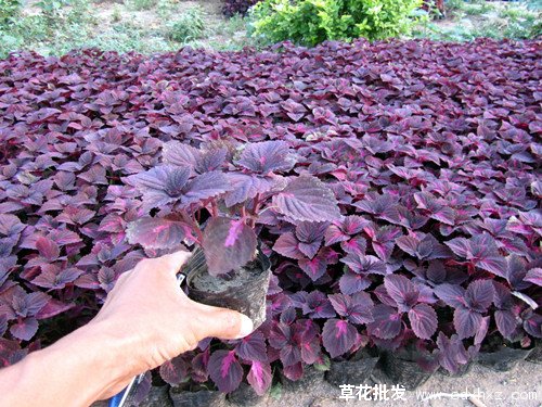 彩叶草图片基地实拍图