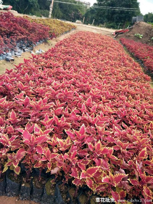 彩叶草图片基地实拍图