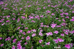 适合四川种植的宿根花卉有哪些？