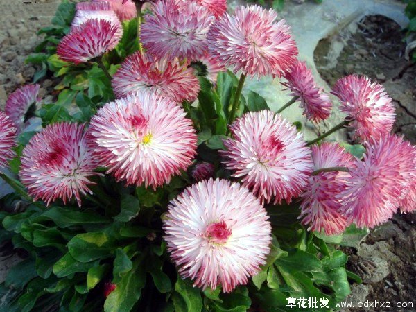 雏菊图片基地实拍