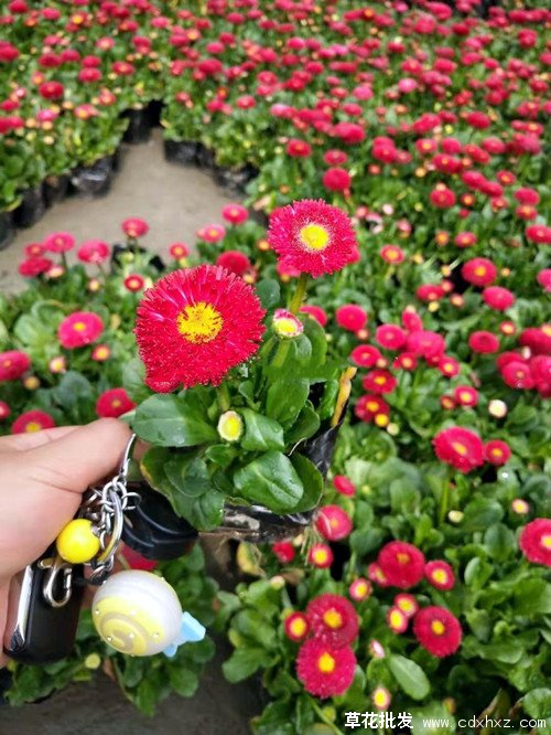 雏菊图片基地实拍