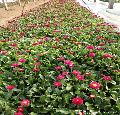 雏菊图片基地实拍