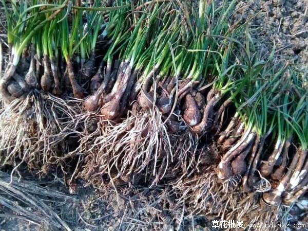 葱兰图片基地实拍图