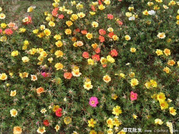 重瓣太阳花实拍图