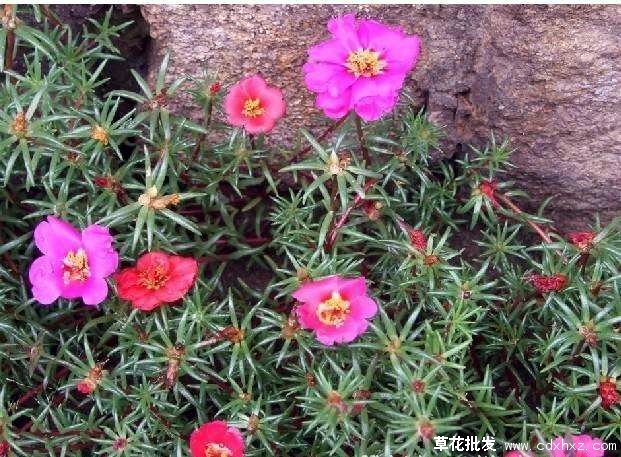 重瓣太阳花实拍图