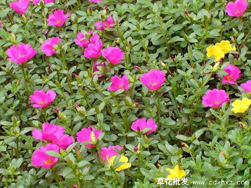 重瓣太阳花实拍图