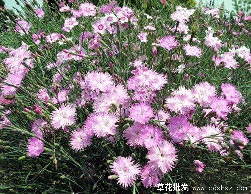 地被石竹图片基地实拍图