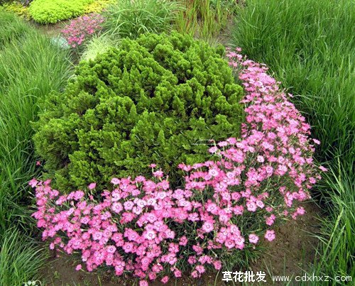 地被石竹图片基地实拍图