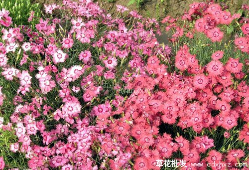 地被石竹图片基地实拍图