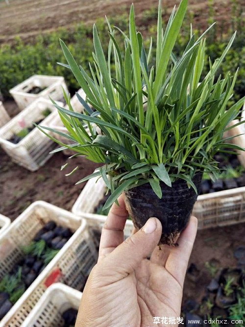 地被石竹图片基地实拍图