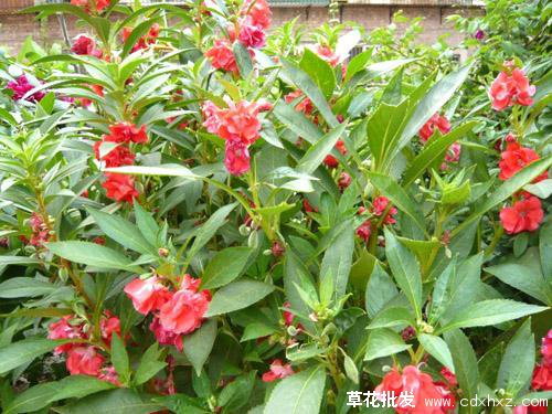 凤仙花图片