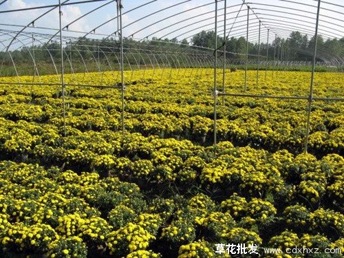 国庆菊图片基地实拍图