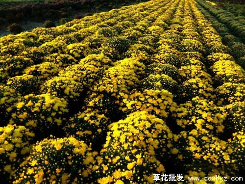国庆菊图片基地实拍图