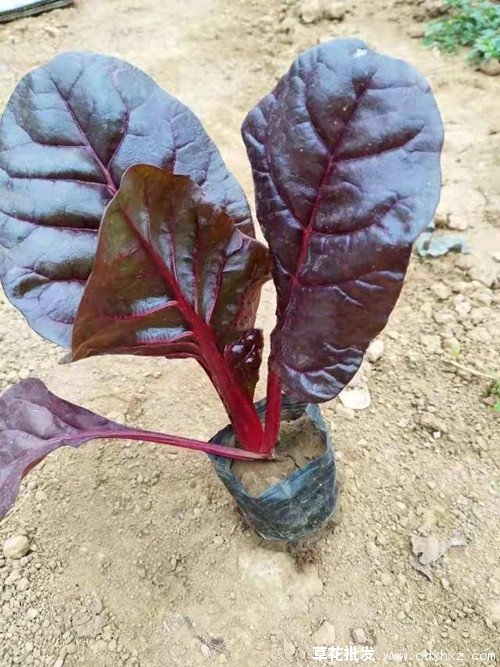 红叶甜菜图片基地实拍图