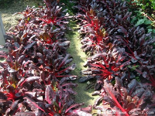 红叶甜菜图片基地实拍图