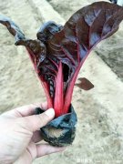 草花批发价格哪里便宜？