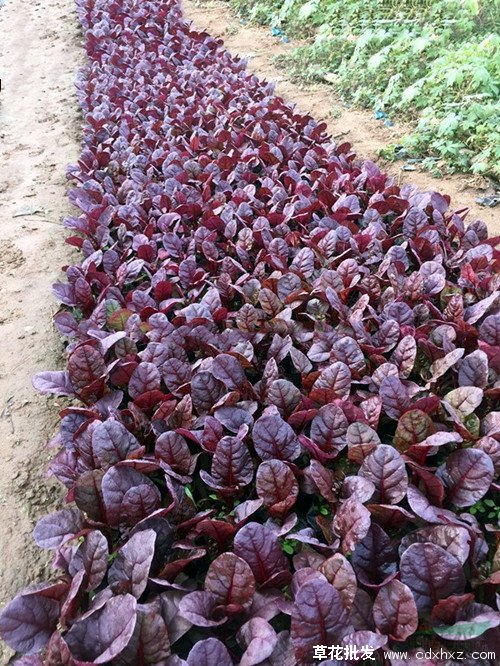 红叶甜菜图片基地实拍图