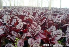 宿根花卉的栽培管理技术