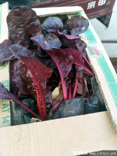 红叶甜菜图片基地实拍图