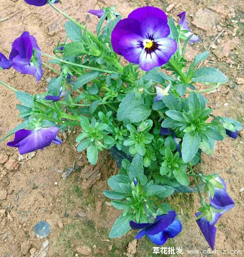 角堇图片基地实拍图