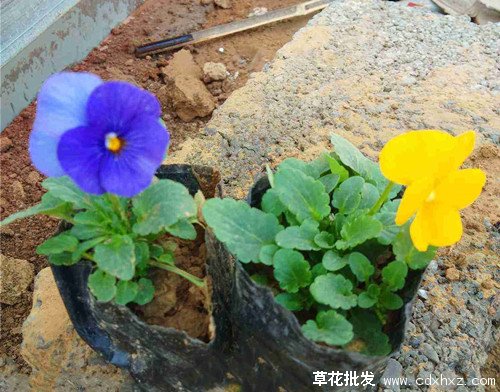 角堇图片基地实拍图