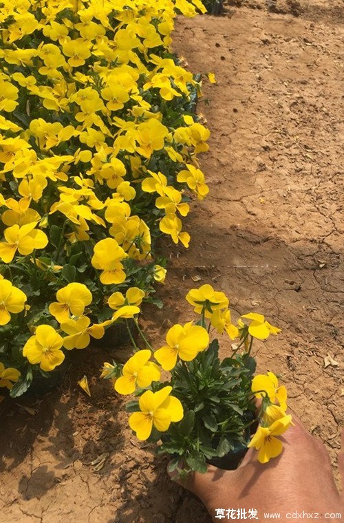 角堇图片基地实拍图