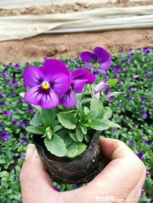 角堇图片基地实拍图