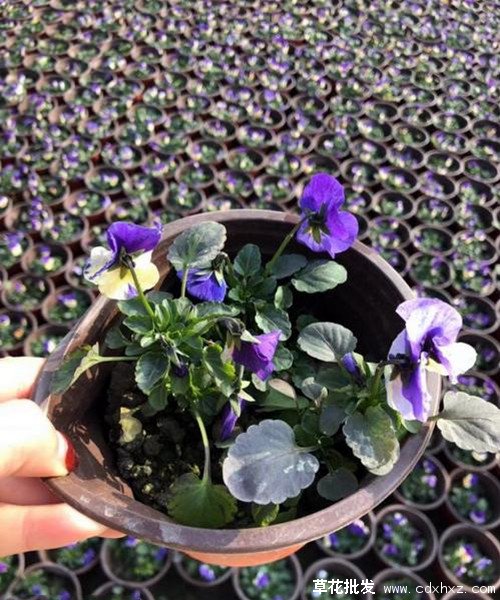 角堇图片基地实拍图