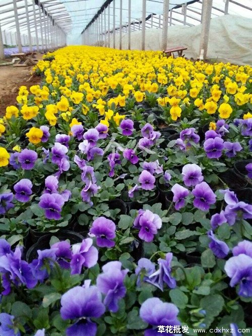 角堇图片基地实拍图