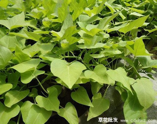 金叶薯图片基地实拍图