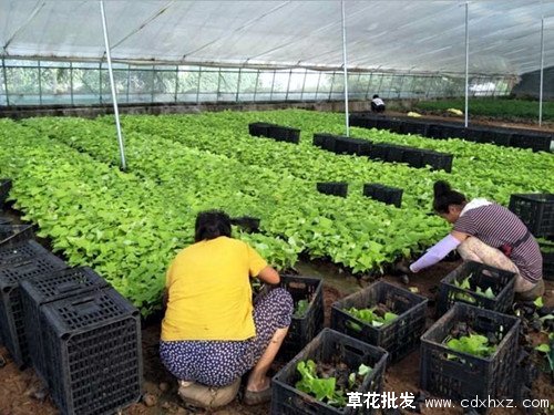 金叶薯图片基地实拍图