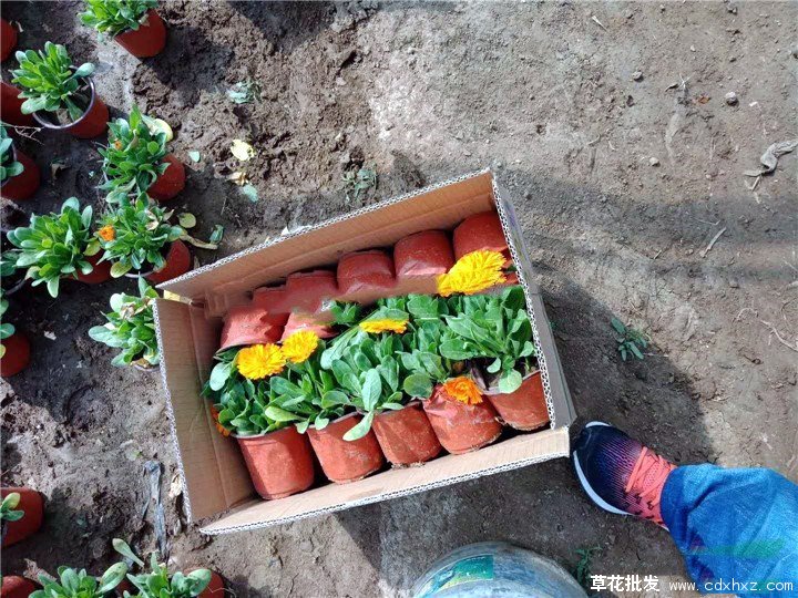 矮秆金盏菊和普通金盏菊有什么区别?