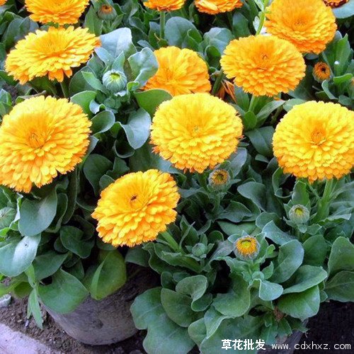 矮秆金盏菊和普通金盏菊有什么区别?