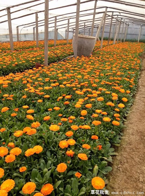 矮秆金盏菊和普通金盏菊有什么区别?