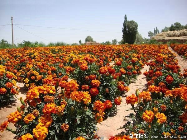 孔雀草在北方能种植吗