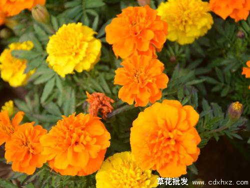 孔雀草在北方能种植吗