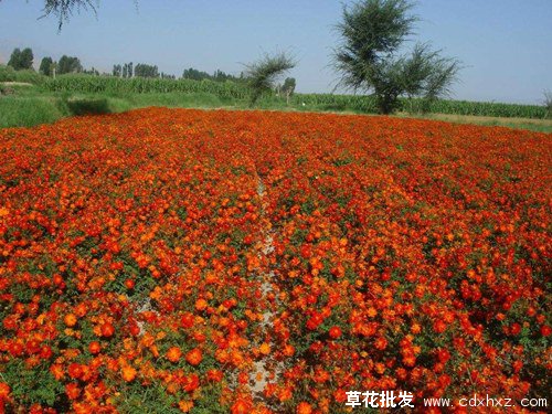 硫华菊图片基地实拍