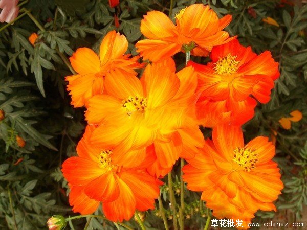 硫华菊图片基地实拍