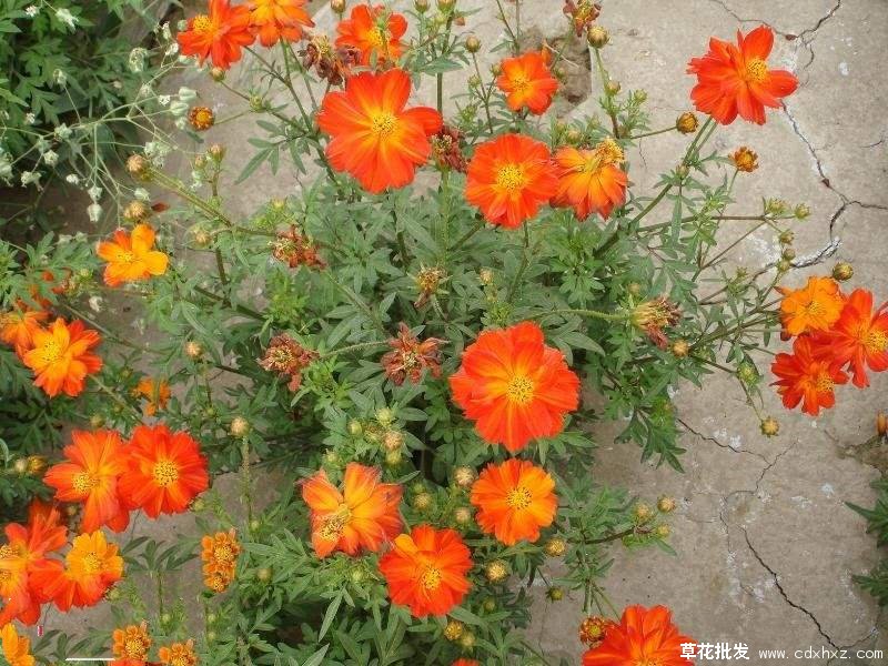 硫华菊图片基地实拍