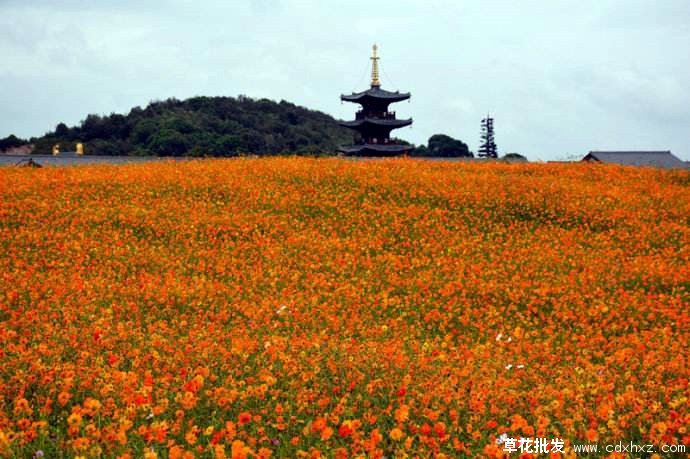 硫华菊图片基地实拍