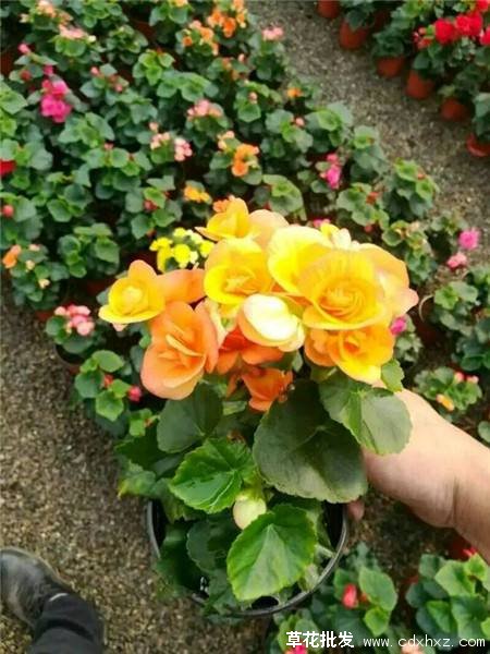 成都适合种植玫瑰海棠吗？