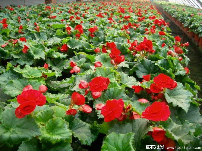 成都适合种植玫瑰海棠吗？