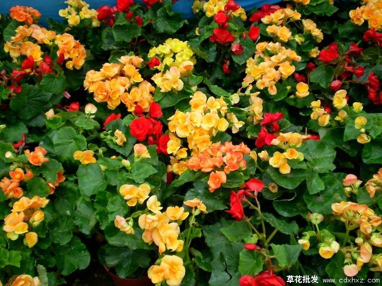 成都适合种植玫瑰海棠吗？